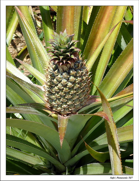 2012 - 03 - Koh Lanta 32